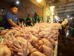 BBM Langka dan Pakan Mahal di OKU Timur, Picu Kenaikan Harga Ayam Potong