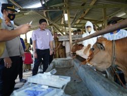 Cegah Wabah PMK, Pemkab OKUT Vaksinasi Hewan Ternak