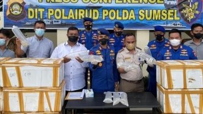 Polisi Gagalkan Penyelundupan Benih Lobster Senilai Rp 27 Miliar di Banyuasin