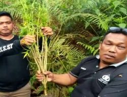 Tanam Ganja di Kebun, Petani Kopi di Lahat Ditangkap Polisi